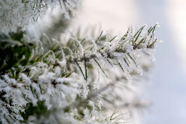 Rama de árbol de Navidad con agujas en la helada —  Fotos de Stock