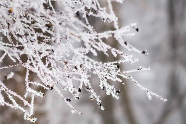 ağaç dalı detay Don