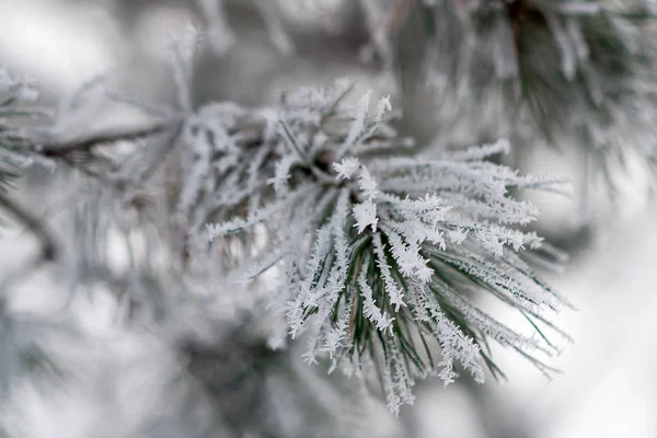 雪に覆われた枝 — ストック写真
