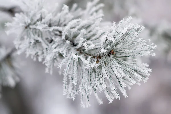 雪に覆われた枝 — ストック写真