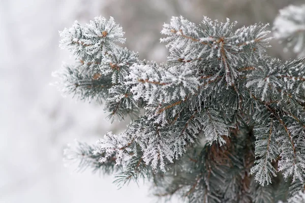 Inverno e fundo de Natal — Fotografia de Stock