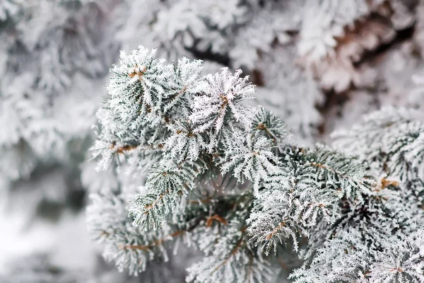 冬やクリスマスの背景 — ストック写真