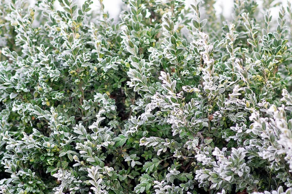 Evergreen boxwood covered with frost — Stock Photo, Image