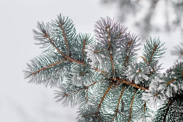 Inverno e fundo de Natal — Fotografia de Stock