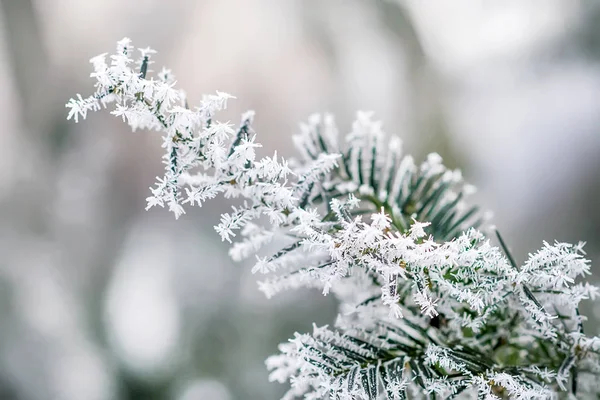 Winter and Christmas Background — Stock Photo, Image