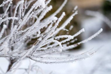 ağaç dalı detay Don