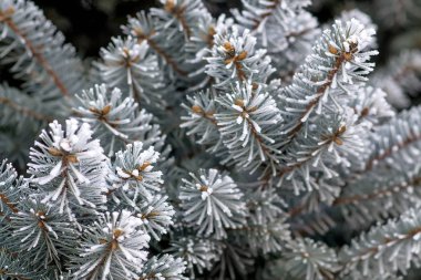 Kış tatil arka plan.