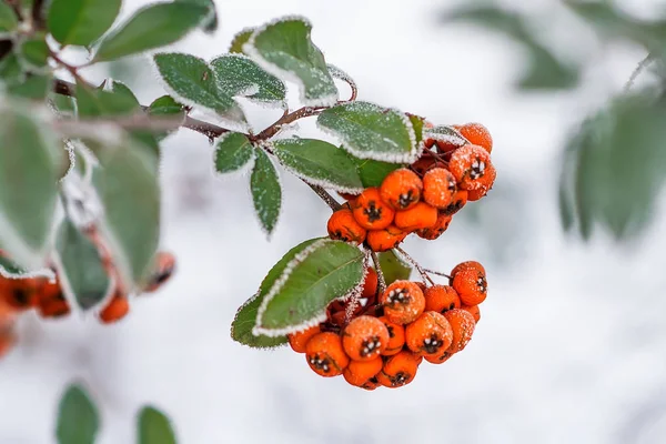 Rowan şube kırmızı meyveler ve frost ile