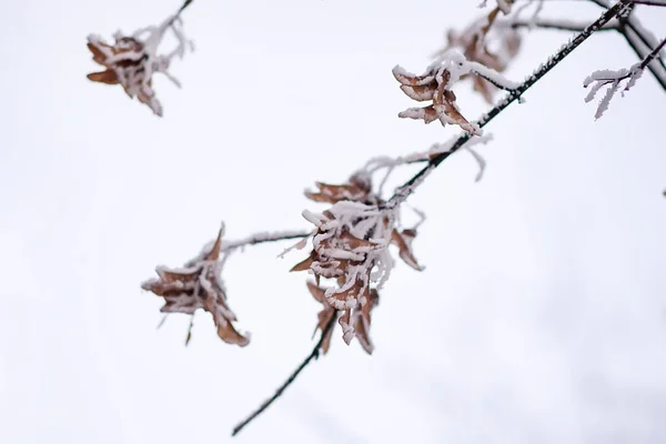 Rime árbol de arce semillas —  Fotos de Stock