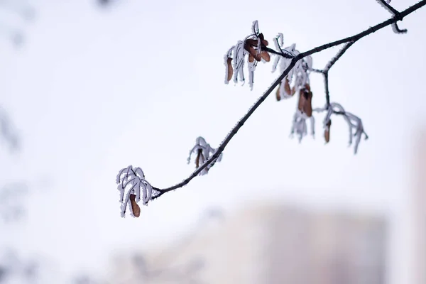 Semi di acero di rime — Foto Stock