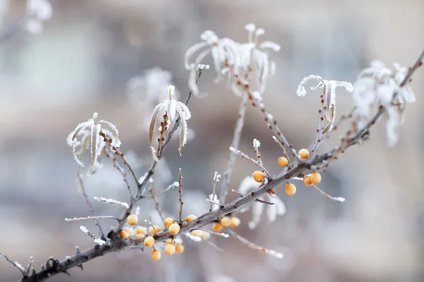 Il ramo di primo piano di olivello spinoso è coperto con gelo — Foto Stock