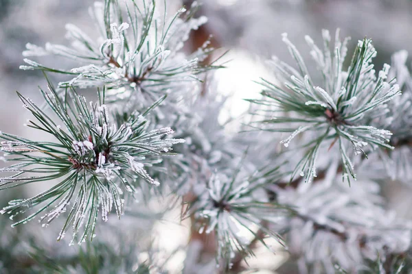 Fundo de férias de inverno . — Fotografia de Stock