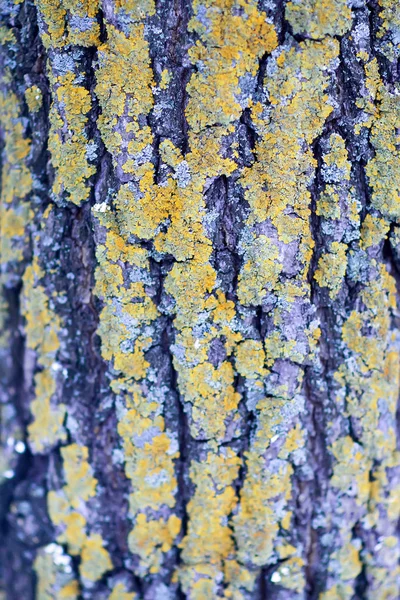 La corteza del árbol está cubierta de musgo — Foto de Stock