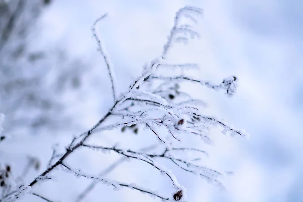 Dallar hoarfrost — Stok fotoğraf