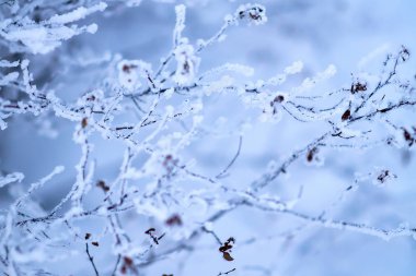 dallar hoarfrost