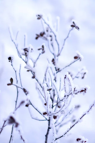 枝に霜 — ストック写真