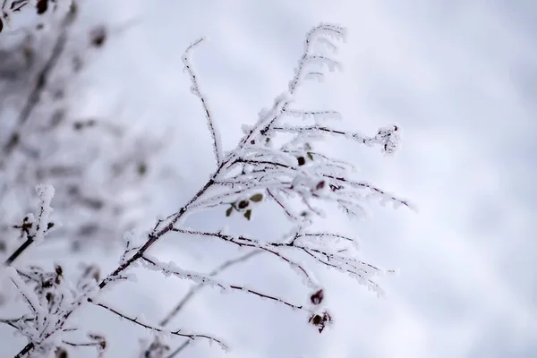 Hoarfrost sui rami — Foto Stock