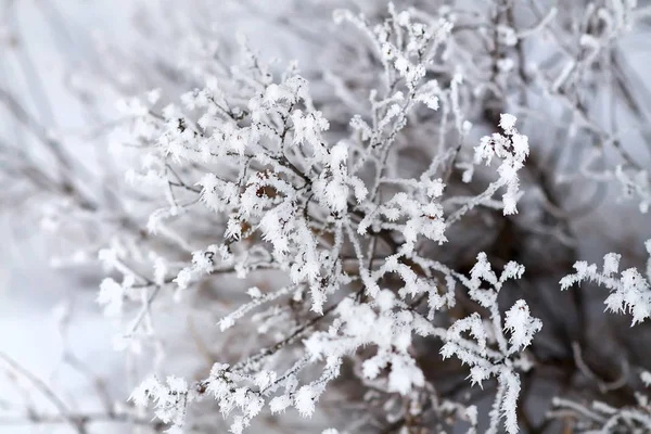 Hoarfrost sui rami — Foto Stock