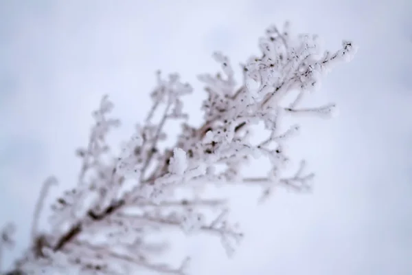 雪、冬の牧草地の植物を乾燥します。 — ストック写真