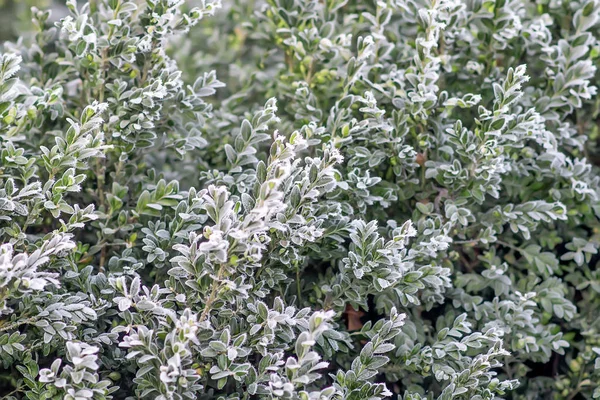 Evergreen boxwood covered with frost — Stock Photo, Image