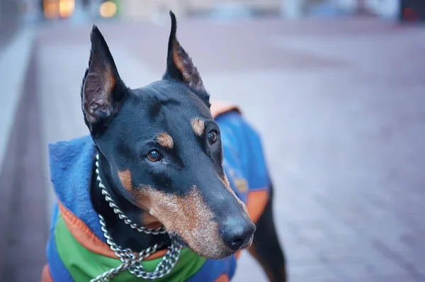 Doberman Pinscher bekler onun sahibi, portre, portre için.