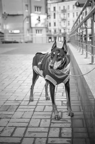 Doberman Pinscher waits for his owner. — Stock Photo, Image