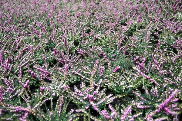 Heather bushes in bloom — Stock Photo, Image