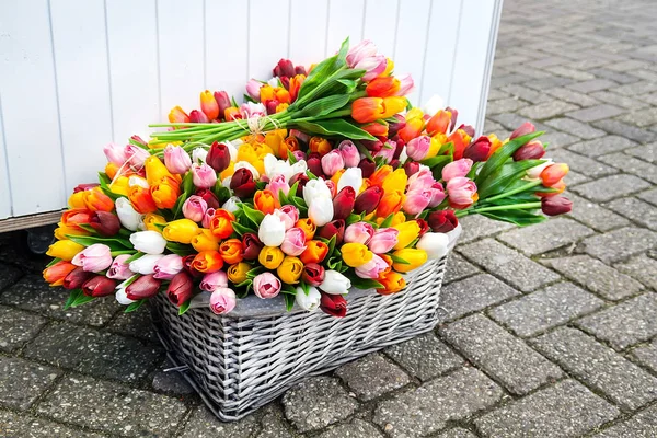 Decorative colorful tulips — Stock Photo, Image