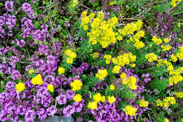 Gyönyörű vadvirágok nyári rét — Stock Fotó