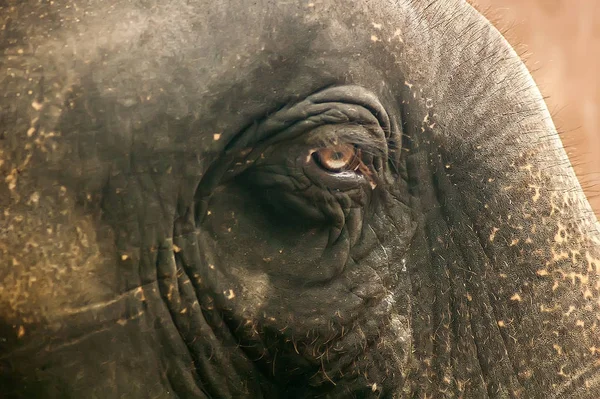 Elephant eye close up