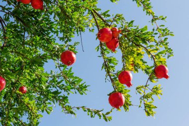 olgun nar meyve yeşil yeşillik bir arka plan üzerinde