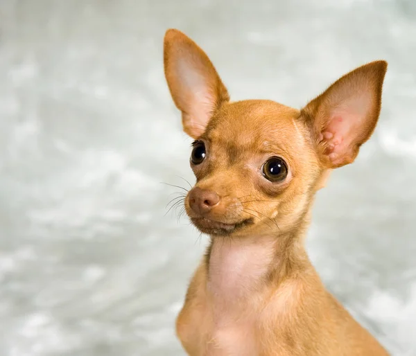 Ruso Juguete Terrier Cachorro Sobre Fondo Gris — Foto de Stock