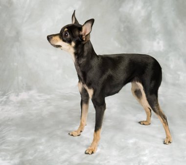 Gri arka planda Rus oyuncak teriyer köpeği.