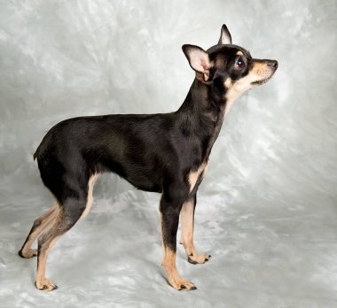 Gri arka planda Rus oyuncak teriyer köpeği.