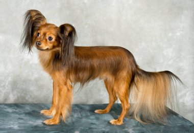 Beyaz arka planda Rus oyuncak teriyeri