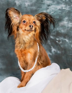 Gri arka planda Rus oyuncak teriyeri