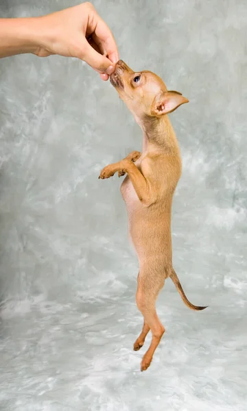 Σκύλος Εκπαιδευτής Κρατώντας Ένα Κατοικίδιο Ζώο Θεραπεία Για Άλμα Σκύλου — Φωτογραφία Αρχείου