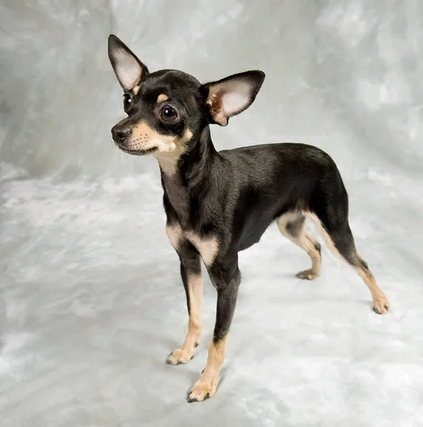 Russian Toy Terrier Puppy Grey Background — Stock Photo, Image
