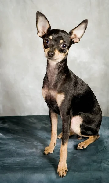 Ryska Leksak Terrier Valp Grå Bakgrund — Stockfoto