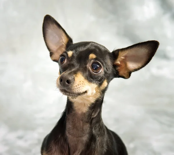 Chiot Terrier Jouet Russe Sur Fond Gris Photo De Stock