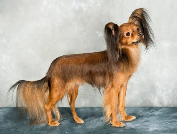 Rusia Juguete Terrier Sobre Fondo Gris — Foto de Stock