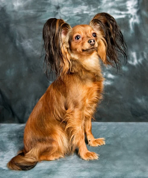 Rusia Juguete Terrier Sobre Fondo Gris —  Fotos de Stock