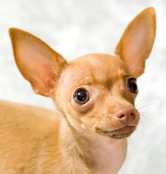 Ruso Juguete Terrier Cachorro Sobre Fondo Gris — Foto de Stock