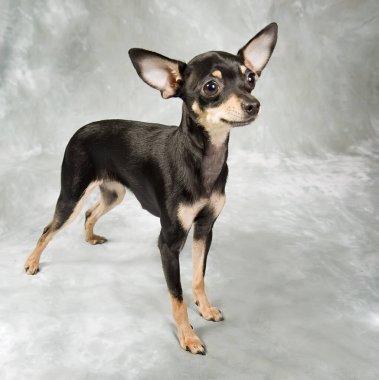 Gri arka planda Rus oyuncak teriyer köpeği.