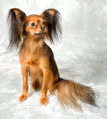 Gri arka planda Rus oyuncak teriyeri