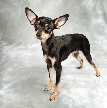 Gri arka planda Rus oyuncak teriyer köpeği.