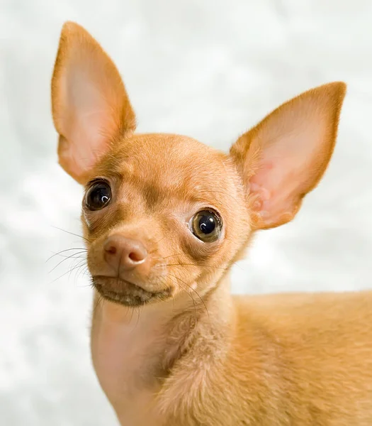 Chiot Terrier Jouet Russe Sur Fond Gris — Photo