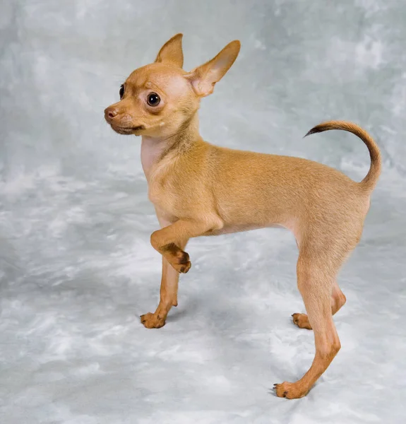 Russian Toy Terrier Puppy Grey Background — Stock Photo, Image