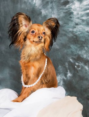 Gri arka planda Rus oyuncak teriyeri