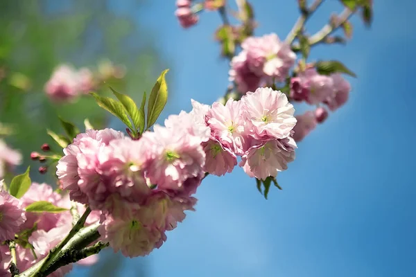 Μαλακή Εστίαση Άνθος Κεράσι Λουλούδι Sakura Στο Φόντο Της Φύσης — Φωτογραφία Αρχείου